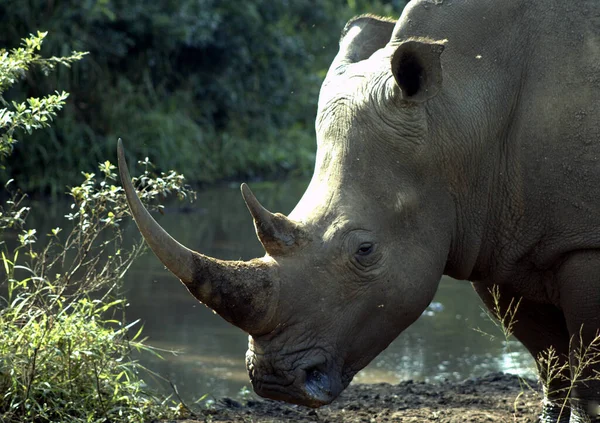 Weibliches Breitmaulnashorn Wasserloch — Stockfoto