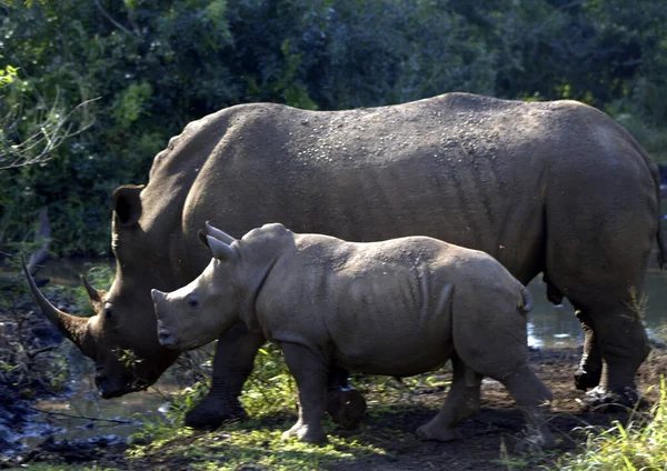 Мать Ребенок Белого Носорога Идут Ручью — стоковое фото
