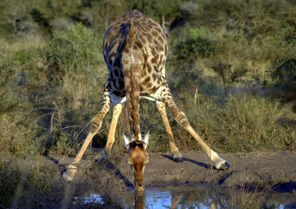 Жіночий Жираф Воду — стокове фото
