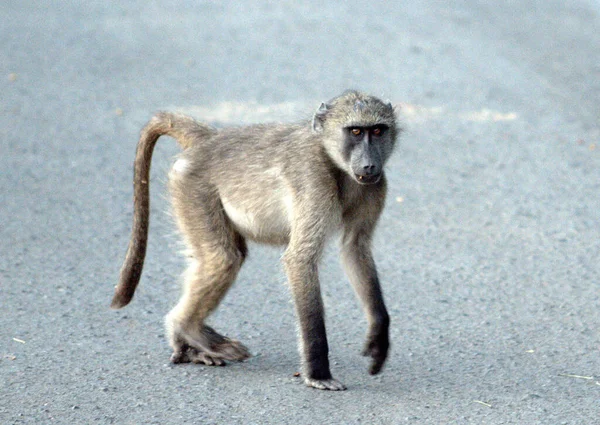 Chacma Babuino Caminando Por Camino — Foto de Stock