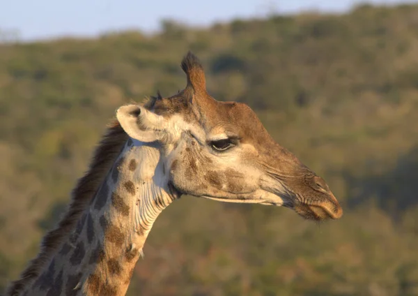 Жіночий Жираф Жує Жуйку — стокове фото