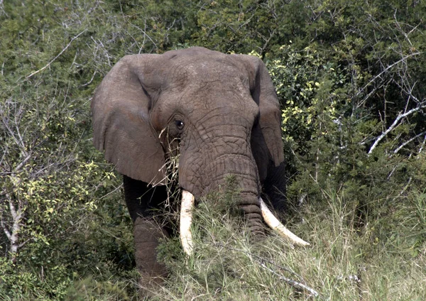 大規模な象の雄牛はフルーゲームの準備金で葉を食べる — ストック写真
