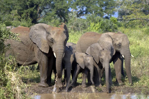 小群非洲象在水坑边 — 图库照片