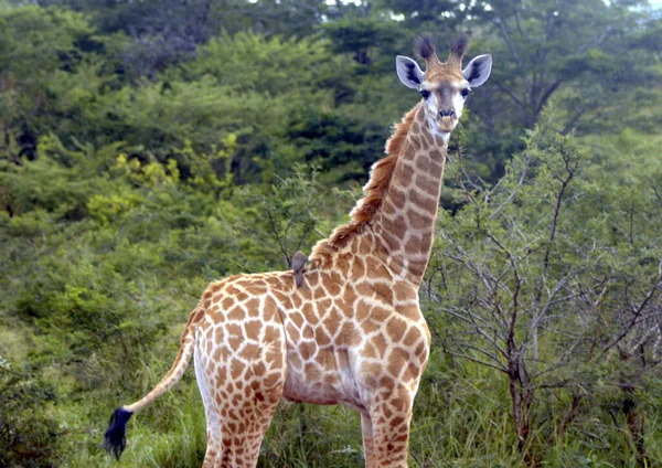 Girafa Bebê Com Oxpecker Faturado Vermelho Nas Costas — Fotografia de Stock