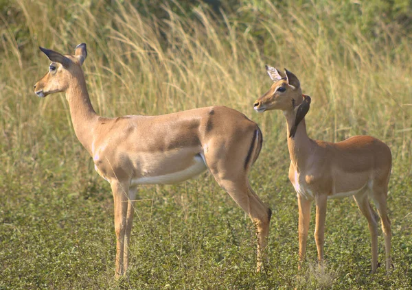 Impala Bebé Con Pájaro Buey —  Fotos de Stock