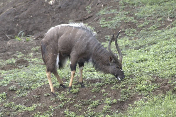 Nyala Pastando Orilla Del Río —  Fotos de Stock