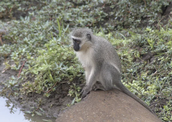 Mono Vervet Sentado Roca — Foto de Stock