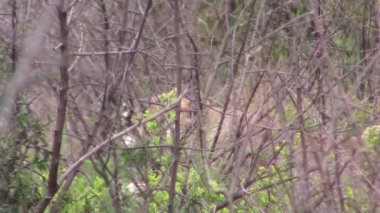 Dişi aslan gururunu çağırıyor.