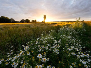Batan güneşin ışığında çiçek papatya ile kaplı yolları