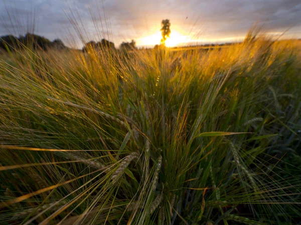 Grains Cereals Light Setting Sun — Stock Photo, Image