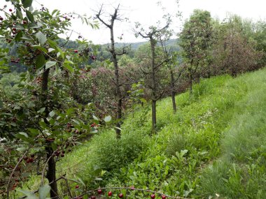 Ekolojik bir meyve bahçesi içinde olgunlaşmış kiraz