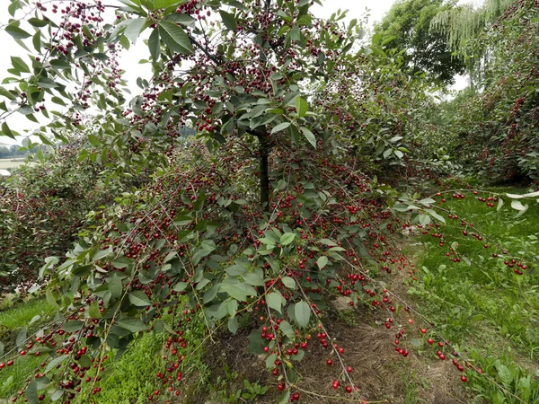 Cerezas Maduras Huerto Ecológico —  Fotos de Stock