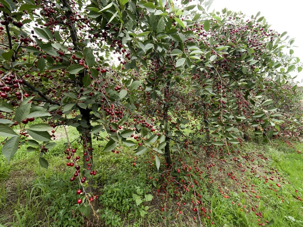 Érlelt Cseresznye Egy Ökológiai Gyümölcsösben — Stock Fotó