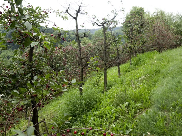 Ekolojik bir meyve bahçesi içinde olgunlaşmış kiraz
