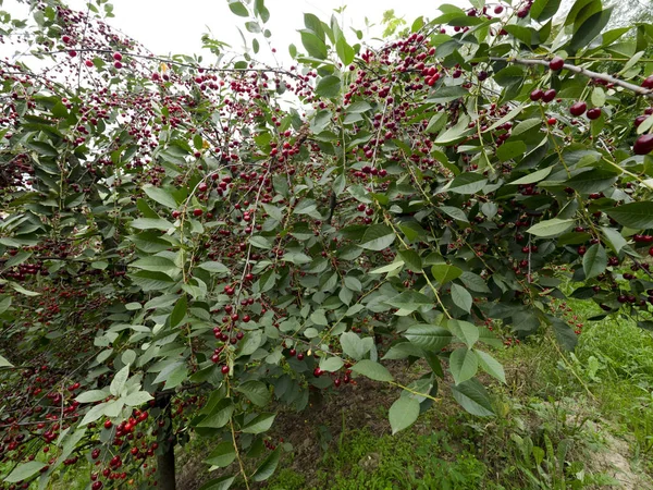 Cerezas Maduras Huerto Ecológico —  Fotos de Stock