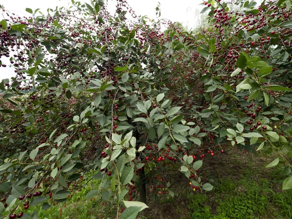 Cerezas Maduras Huerto Ecológico —  Fotos de Stock