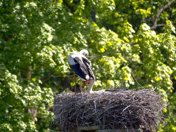 White Stork Ciconia Ciconia Nest Beginning Breeding Season — 图库照片