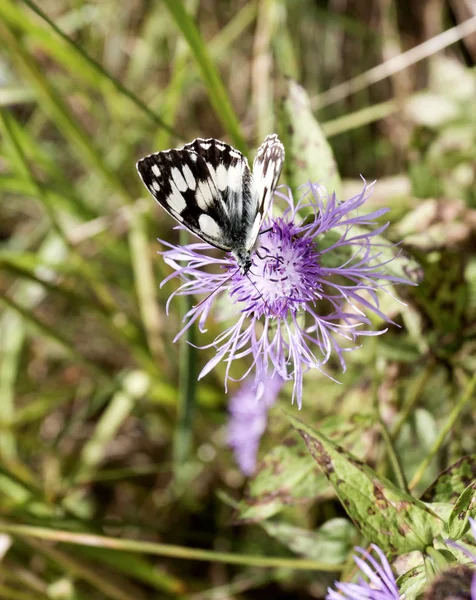 Borboleta Polowiec Xadrez Melanargia Galathea Filho Agapetes Galathea — Fotografia de Stock