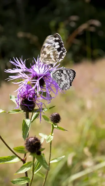 Fjäril Polowiec Schackrutiga Melanargia Galathea Son Till Växtstubbar Galathea — Stockfoto