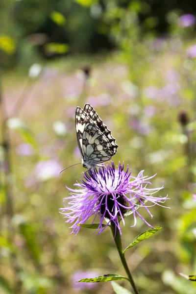 Fjäril Polowiec Schackrutiga Melanargia Galathea Son Till Växtstubbar Galathea — Stockfoto