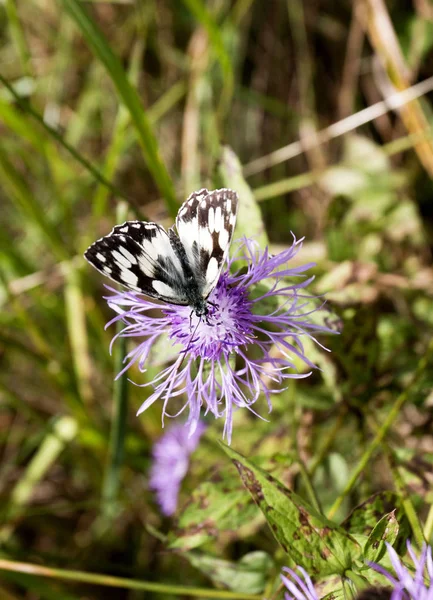 Borboleta Polowiec Xadrez Melanargia Galathea Filho Agapetes Galathea — Fotografia de Stock