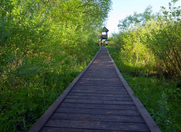 Biebrzański Park Narodowy Ścieżki Edukacyjne — Zdjęcie stockowe