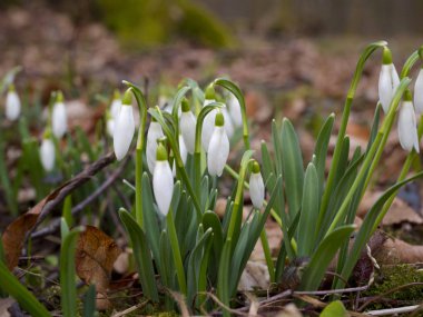 Yapraklı ormanlarda çiçek açması kardelen (Galanthus nivalis L.)