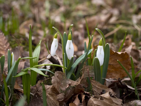 Blossoming Snowdrop Galanthus Nivalis Broad Leaved Forests — Stock Photo, Image