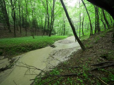 Yağmurlu hava sırasında ormanlık akarsu