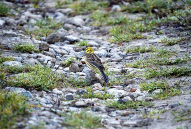 Ortak kiraz kuşu (Emberiza citrinella)-çiftleşme içinde kat erken Bahar