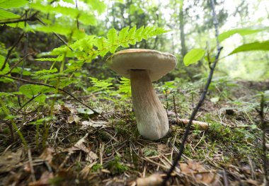 Güzel yenilebilir mantar kırmızı dışkı (Leccinum aurantiacum gri) ait