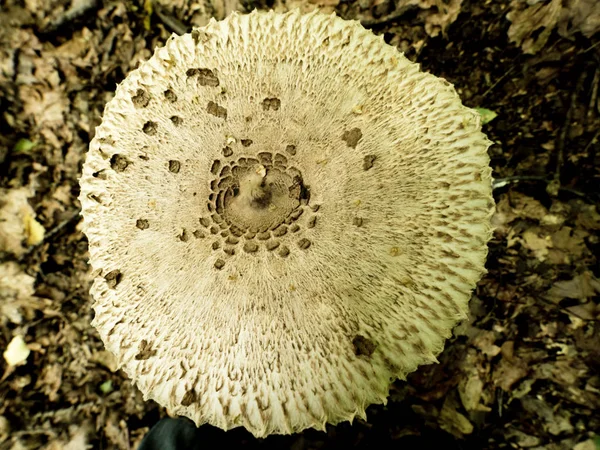 Kittens Macrolepiota Procera Zanger Behoort Tot Eetbare Paddestoelen — Stockfoto