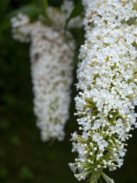 Budlei Dawida フジウツギ属 Davidii の白い花序 — ストック写真