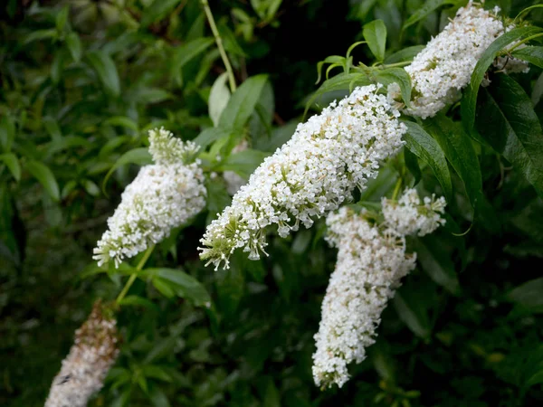Budlei Dawida (Buddleja davidii beyaz çiçek)