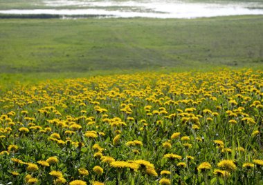 Biebrza Milli Parkı'nda çiçek açan karahindiba