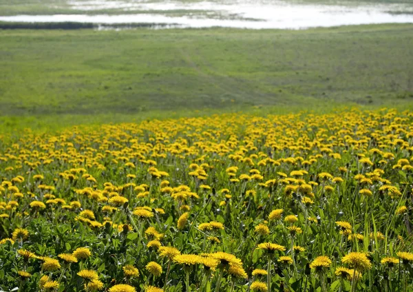 Bloeiende Paardebloem Het Biebrza Nationaal Park Stockfoto