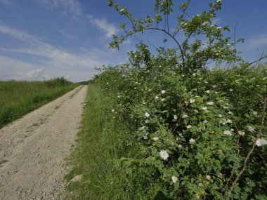 Vahşi gül (Rosa Canina L.) alan yolları boyunca çiçekli çalılar