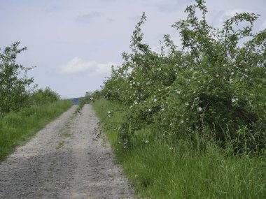 Vahşi gül (Rosa Canina L.) alan yolları boyunca çiçekli çalılar