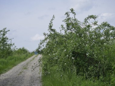 Vahşi gül (Rosa Canina L.) alan yolları boyunca çiçekli çalılar