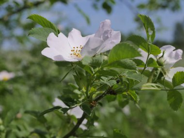 Vahşi gül (Rosa Canina L.) alan yolları boyunca çiçekli çalılar