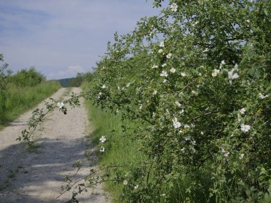 Vahşi gül (Rosa Canina L.) alan yolları boyunca çiçekli çalılar