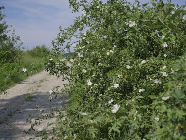 Vahşi gül (Rosa Canina L.) alan yolları boyunca çiçekli çalılar