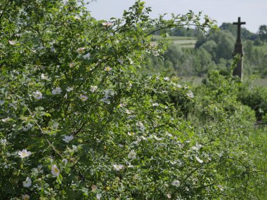 Vahşi gül (Rosa Canina L.) alan yolları boyunca çiçekli çalılar