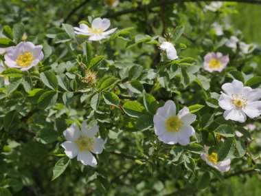 Vahşi gül (Rosa Canina L.) alan yolları boyunca çiçekli çalılar
