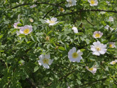 Vahşi gül (Rosa Canina L.) alan yolları boyunca çiçekli çalılar