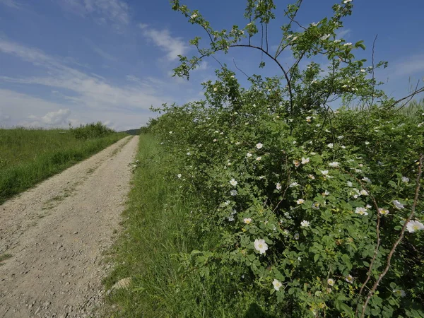 野生玫瑰的开花灌木 罗萨卡宁娜L 沿田间道路 — 图库照片