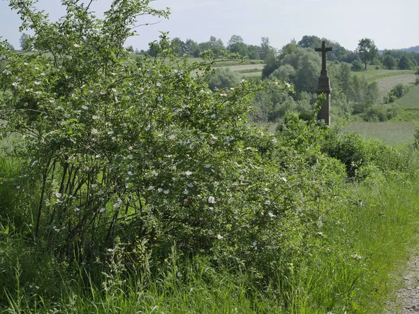 Vahşi gül (Rosa Canina L.) alan yolları boyunca çiçekli çalılar