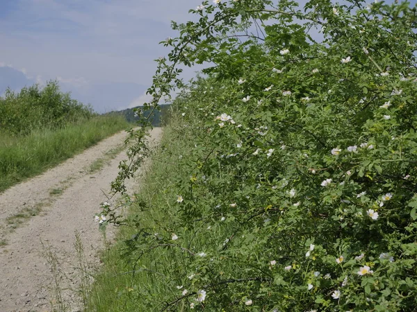 野生玫瑰的开花灌木 罗萨卡宁娜L 沿田间道路 — 图库照片