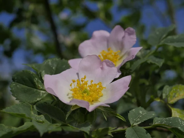 Blühende Sträucher Der Wildrose Rosa Canina Entlang Von Feldwegen — Stockfoto