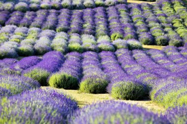 Gün doğumunda lavanta (Lavandula L.) açan tarla